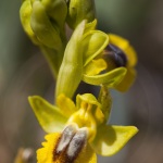 Ophrys lutea