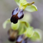 Ophrys lupercalis