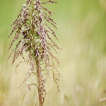 Himantoglossum hircinum