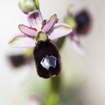 Ophrys aurelia