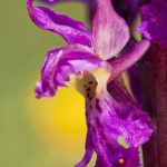 Orchis ovalis