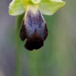 Ophrys lupercalis