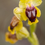 Ophrys lutea