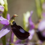 Ophrys aurelia