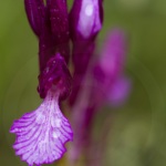 Anacamptis papilionacea