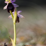 Ophrys aurelia