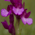 Anacamptis papilionacea