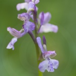 Anacamptis picta