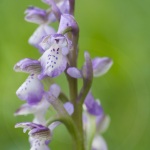 Anacamptis picta