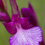 Anacamptis papilionacea