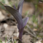 Epipactis kleinii