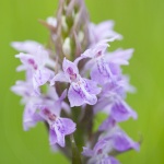 Dactylorhiza praetermissa