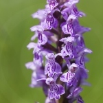 Dactylorhiza praetermissa