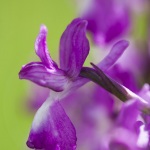 Anacamptis laxiflora