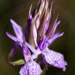 Dactylorhiza maculata