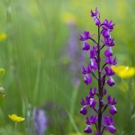 Anacamptis laxiflora