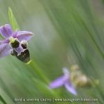 Ophrys scolopax