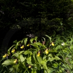 Cypripedium calceolus