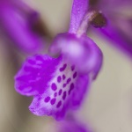 Anacamptis morio