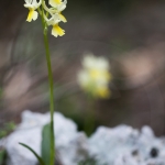 Orchis pauciflora