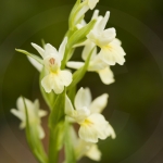 Dactylorhiza insularis