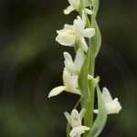 Dactylorhiza insularis