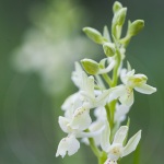 Orchis provincialis