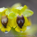 Ophrys lutea