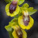 Ophrys lutea