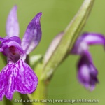 Dactylorhiza elata