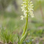 Orchis provincialis