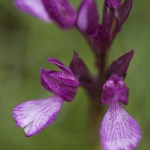 Anacamptis papilionacea