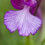 Anacamptis papilionacea