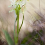 Dactylorhiza sambucina