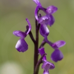 Anacamptis champagneuxii