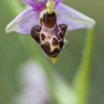 Ophrys scolopax