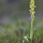 Orchis anthropophora