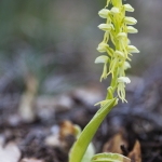 Orchis anthropophora