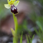 Ophrys bilinulata