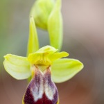 ophrys bilinulata