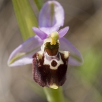 Ophrys druentica