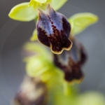 Ophrys bilinulata