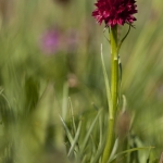 Gymnadenia cenisia