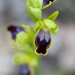 Ophrys bilinulata