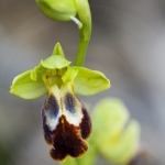 Ophrys bilinulata