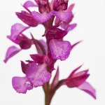 Anacamptis papilionacea