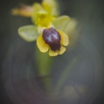 Ophrys lutea