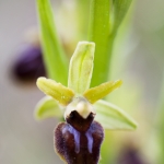 Ophrys virescens