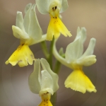 Orchis pauciflora