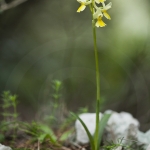 Orchis pauciflora